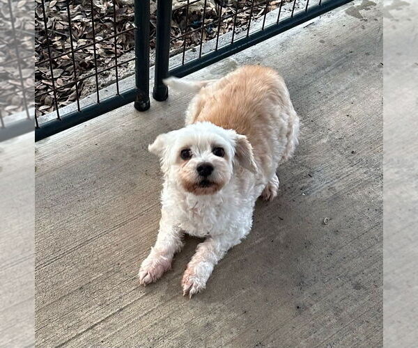 Medium Photo #4 Maltipoo (Miniature) Puppy For Sale in Oak Bluffs, MA, USA