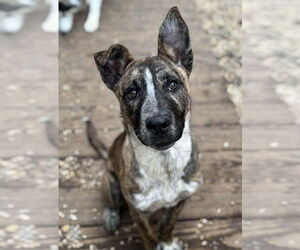 Alaskan Malamute-American Pit Bull Terrier Mix Dogs for adoption in Matawan, NJ, USA