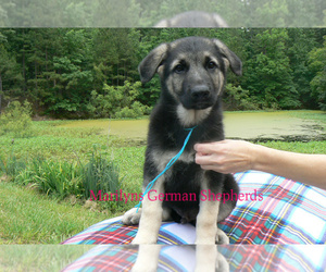 German Shepherd Dog Puppy for sale in PIEDMONT, MO, USA