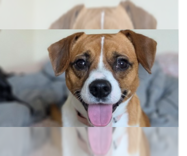 Medium Photo #2 Raggle Puppy For Sale in Springdale, PA, USA