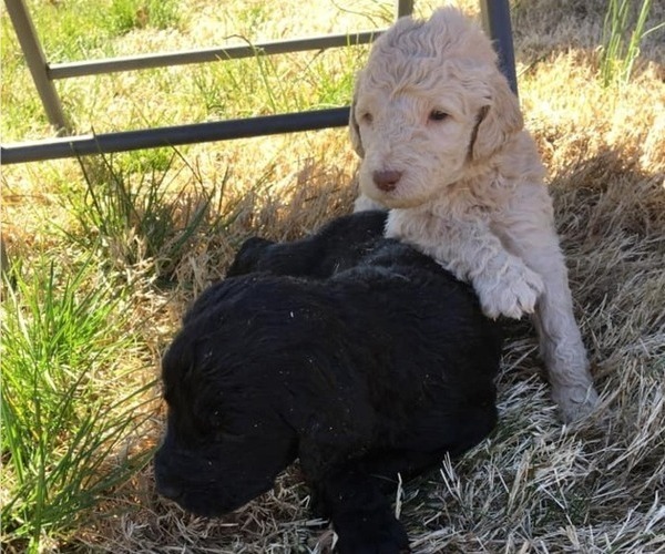Medium Photo #1 Goldendoodle Puppy For Sale in MAYFIELD, KY, USA