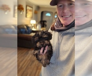 Yorkshire Terrier Puppy for Sale in SALEM, Oregon USA