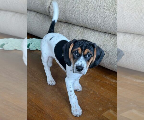 Medium Photo #7 Beagle-Unknown Mix Puppy For Sale in New York, NY, USA