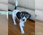 Small #6 Beagle Mix