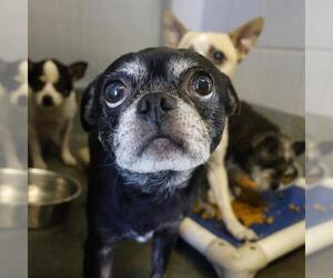 Boston Terrier-Unknown Mix Dogs for adoption in San Antonio, TX, USA
