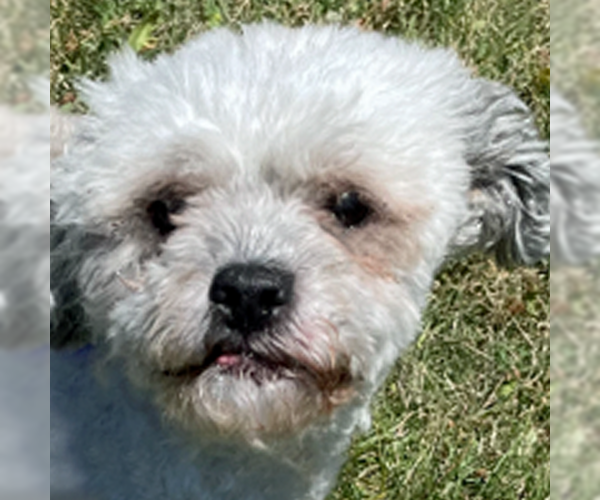 Medium Photo #9 ShihPoo Puppy For Sale in Arlington, VA, USA