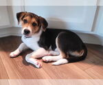 Small #1 Beagle Mix