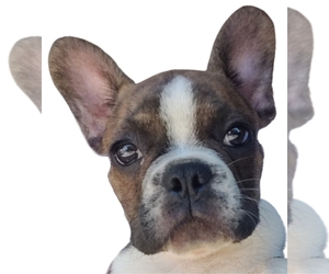 French Bulldog Puppy for sale in ORLANDO, FL, USA