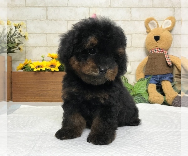 Medium Photo #4 Poodle (Toy) Puppy For Sale in SAN JOSE, CA, USA