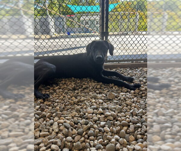 Medium Photo #1 Mutt Puppy For Sale in Sterling, MA, USA