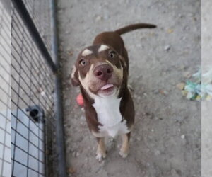 Twix - Male Labrador Retriever-Unknown Mix Dog for Adoption - Photo #2