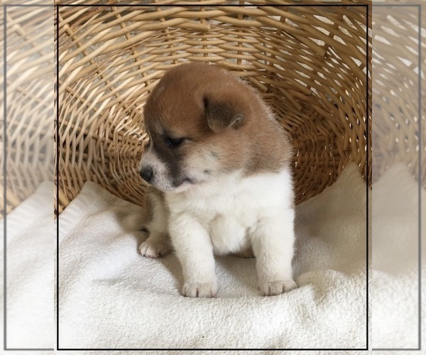 Medium Photo #2 Shiba Inu Puppy For Sale in FULTON, MO, USA