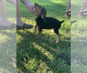 Airedale Terrier Puppy for sale in CHARLESTON, SC, USA