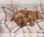 Small #10 Labrador Retriever