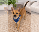 Small Chihuahua Mix