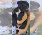 Candy - Female Australian Shepherd-Black Mouth Cur Mix Dog for Adoption - Small photo