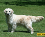 Small Photo #3 English Cream Golden Retriever Puppy For Sale in MARSHFIELD, WI, USA
