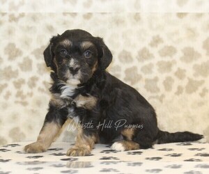 Miniature Bernedoodle Puppy for sale in DENVER, PA, USA