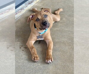 Chip Potato - Male Mutt Dog for Adoption - Photo #3