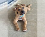 Small Photo #3 Mutt Puppy For Sale in Boston, MA, USA