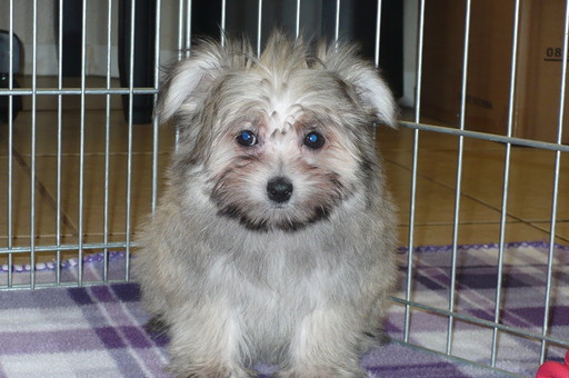 Medium Photo #1 Maltipom Puppy For Sale in TUCSON, AZ, USA