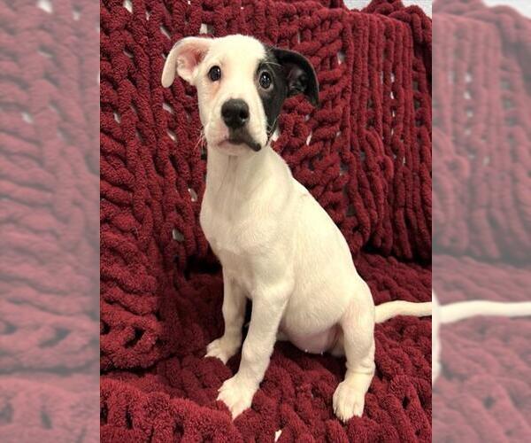 Medium Photo #1 Mutt Puppy For Sale in Westminster, MD, USA