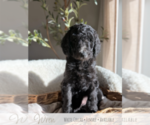 Puppy 5 Goldendoodle mix (+ Poodle Standard)