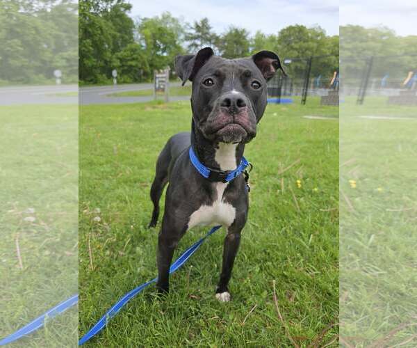 Medium Photo #5 American Pit Bull Terrier-Unknown Mix Puppy For Sale in Millersville, MD, USA