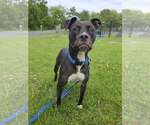 Small #4 American Pit Bull Terrier Mix
