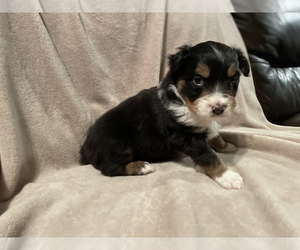 Australian Shepherd Puppy for sale in DRUMMONDS, TN, USA