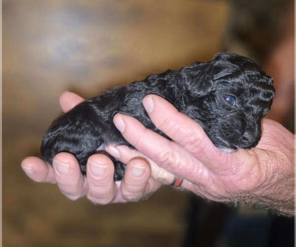 Medium Photo #11 Poodle (Toy) Puppy For Sale in DYERSBURG, TN, USA