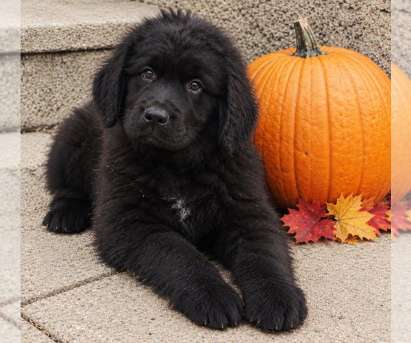 Medium Photo #18 Newfoundland Puppy For Sale in CAMBRIDGE, NE, USA
