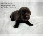 Small Photo #2 Labrador Retriever Puppy For Sale in ACWORTH, GA, USA