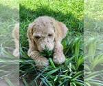 Small Photo #4 Poodle (Standard) Puppy For Sale in STEPHENVILLE, TX, USA