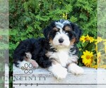 Small #1 Bernedoodle (Miniature)