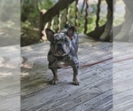 Small Photo #1 French Bulldog Puppy For Sale in MORGANTOWN, PA, USA