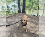 Small #3 Mutt