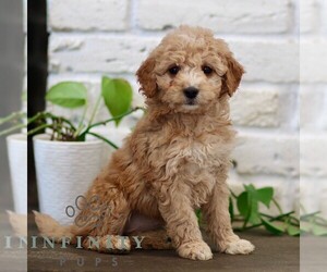 Goldendoodle (Miniature) Puppy for sale in NARVON, PA, USA