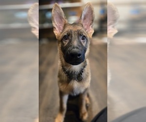 German Shepherd Dog Puppy for sale in FORT PLAIN, NY, USA