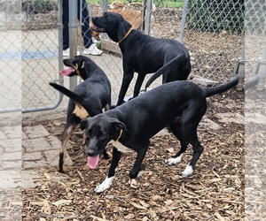 Tippy - Female Mutt Dog for Adoption - Photo #7