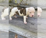 Puppy Mya American Bulldog