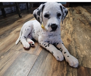 Dalmatian Puppy for sale in BLOOMFIELD, IN, USA