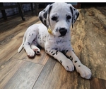 Small Dalmatian