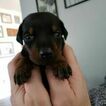 Small Photo #2 Doberman Pinscher Puppy For Sale in VINELAND, NJ, USA