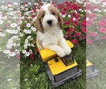Small Photo #3 Goldendoodle mix (+ Poodle Miniature) Puppy For Sale in MIDDLEBURY, IN, USA