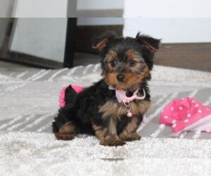 Yorkshire Terrier Puppy for sale in NEW ORLEANS, LA, USA
