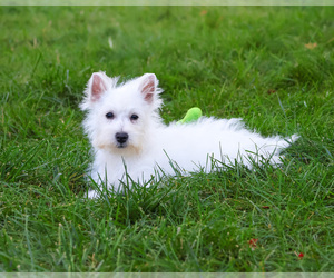 West Highland White Terrier Puppy for sale in SYRACUSE, IN, USA