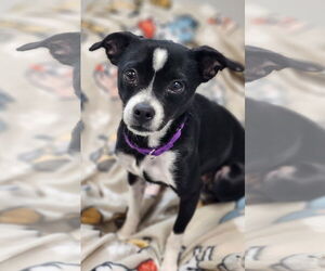 Rat Terrier-Unknown Mix Dogs for adoption in Greenville, IL, USA