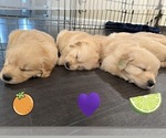 Small Photo #57 Golden Retriever Puppy For Sale in EXTON, PA, USA