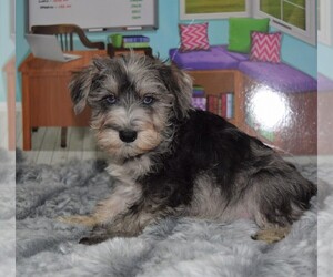 Schnauzer (Miniature) Puppy for sale in BARNESVILLE, KS, USA